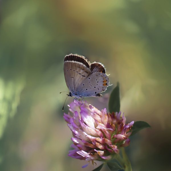 butterfly-g11827f332_1920